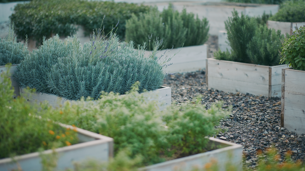 KINTO FARM: A Growing Journey