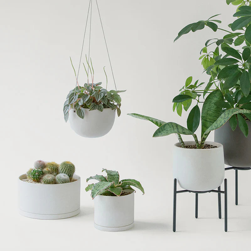 PLANT POT