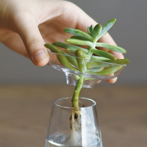 Kinto AQUA CULTURE VASE 80mm clear 2