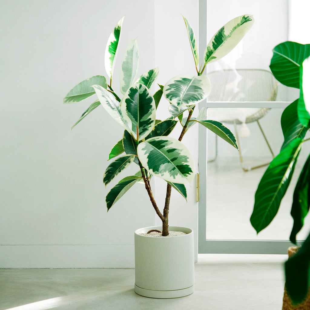 Kinto PLANT POT 191_ 200x195mm dark gray 5